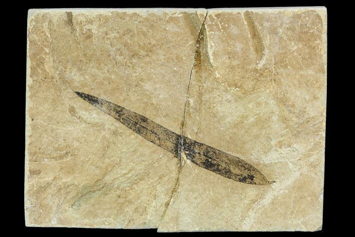 Fossil Leaf - Green River Formation, Utah #106130